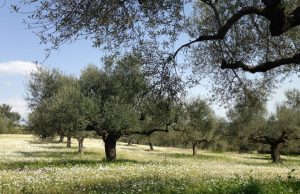Διεκδίκηση από την Περιφέρεια Κρήτης άμεσων αποζημιώσεων για τους ελαιοπαραγωγούς της Κρήτης λόγω κλιματικών επιπτώσεων