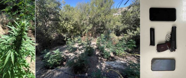 Δύο συλλήψεις για καλλιέργεια δενδρυλλίων κάνναβης και κατά περίπτωση παραβάσεις της Νομοθεσίας περί όπλων στο Ρέθυμνο