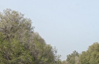 Ρέθυμνο: Πτώσεις δέντρων από τους θυελλώδεις ανέμους — Κλειστός προληπτικά ο Δημοτικός Κήπος