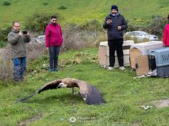 Ρέθυμνο: Έξι γύπες ξανά ελεύθεροι στο Φραττιανό φαράγγι!