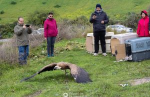 Ρέθυμνο: Έξι γύπες ξανά ελεύθεροι στο Φραττιανό φαράγγι!
